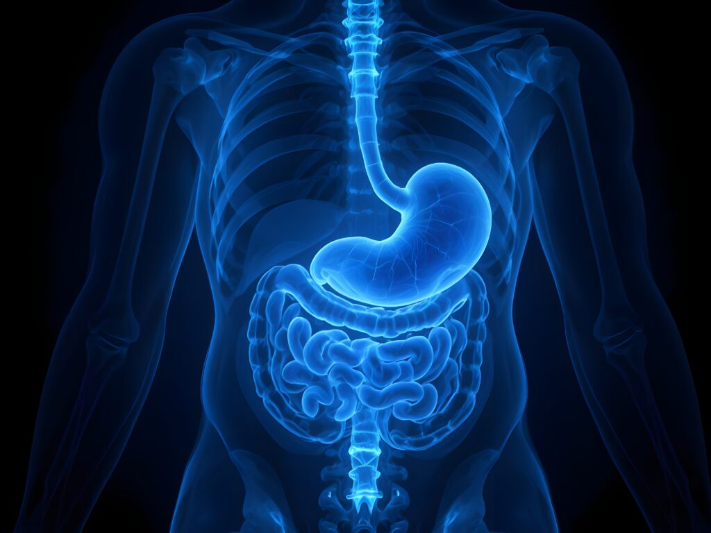 Chiropractic Care and Digestion: How Spinal Health Improves Gut Function